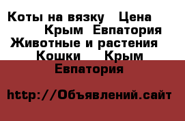 Коты на вязку › Цена ­ 3 000 - Крым, Евпатория Животные и растения » Кошки   . Крым,Евпатория